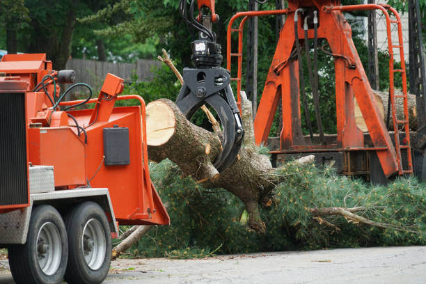 Reliable Green Level, NC Tree Services Solutions